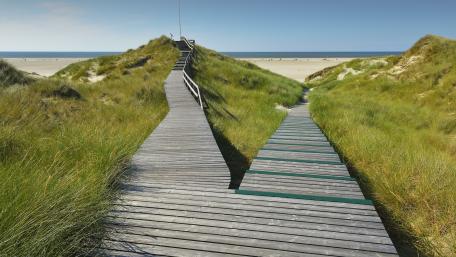 Serene Pathways Through Coastal Dunes wallpaper