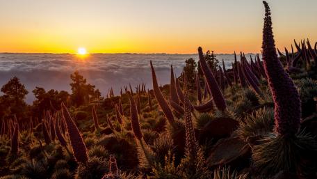 Majestic Sunrise Over Blooming Landscape wallpaper