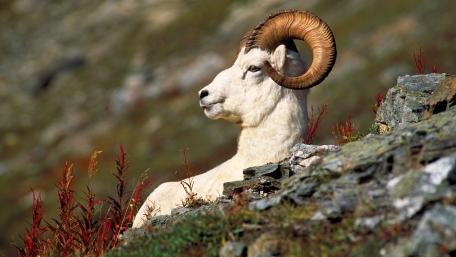 Majestic Mountain Goat in Nature's Embrace wallpaper