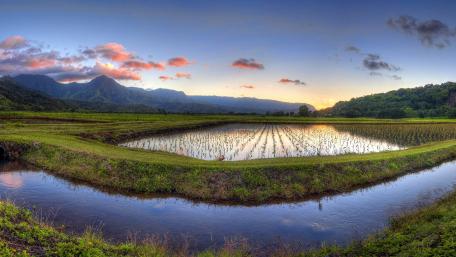 Serene Rice Fields at Sunset wallpaper