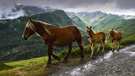 Majestic Horses Graceful in Nature's Embrace wallpaper
