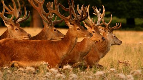 Graceful Stags in the Meadow wallpaper