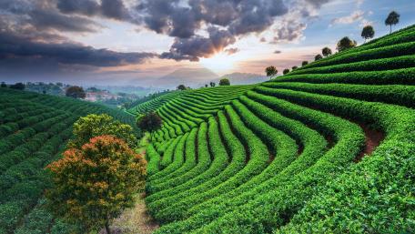 Lush Tea Plantations Under a Beautiful Sky wallpaper
