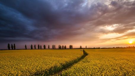 Golden Fields Under Dramatic Skies wallpaper