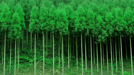 Lush Green Forest Serenity wallpaper