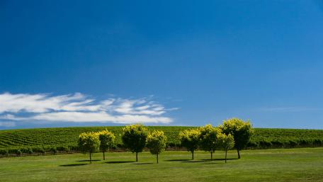 Serene Vineyard Under a Clear Sky wallpaper