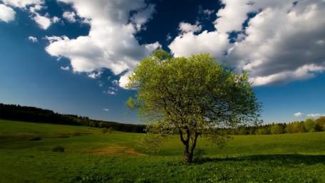Serenity of a Green Landscape with Blue Skies wallpaper