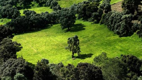 Lush Green Landscape Underneath a Clear Sky wallpaper