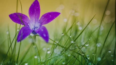 Vibrant Purple Flower in Dewy Grass wallpaper