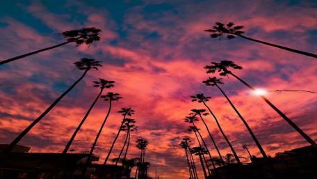 Dusk Under the Palms wallpaper