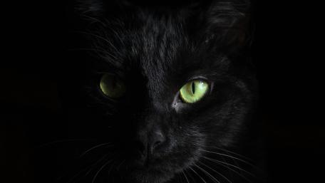 Black Cat wallpaper
