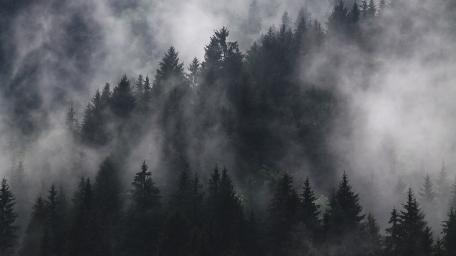 Dark Forest wallpaper