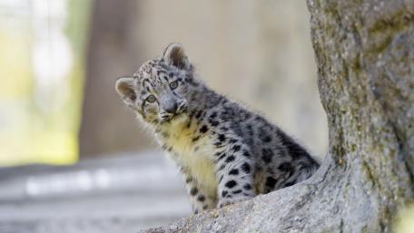 Snow Leopard Cub Curiously Exploring Its Surroundings wallpaper