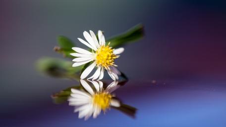 Delicate Blossom Reflecting Beauty in Nature wallpaper