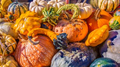 Pumpkins wallpaper