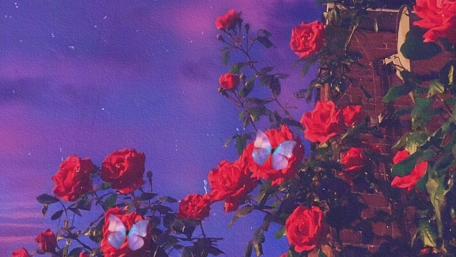 Purple butterfly dancing with red rose wallpaper