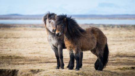Majestic Ponies in a Serene Landscape wallpaper