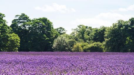 Lavender Fields Under a Clear Sky wallpaper