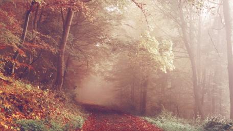 Autumn Serenity in a Misty Forest Pathway wallpaper