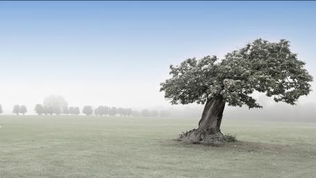 Serene Solitude in an Expansive Field wallpaper