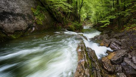 Serene Flow of Nature's Stream Amidst Lush Greenery wallpaper
