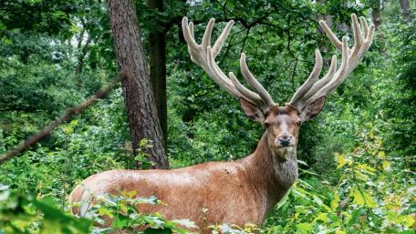 Majestic Stag in Nature's Embrace wallpaper