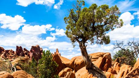 Majestic Tree Among Red Rock Formations in Nature wallpaper