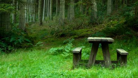 Serene Forest Bench in Tranquil Greenery wallpaper