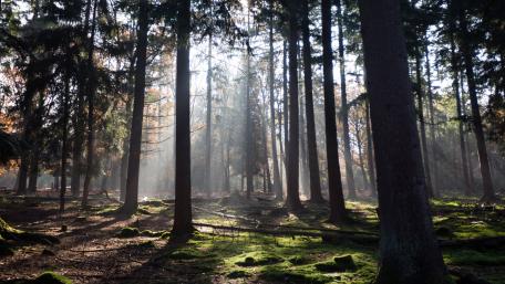 Serene Forest Light and Shadow Moments wallpaper