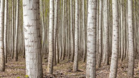 Serene Forest of Silver Birches wallpaper