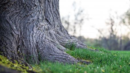 Majestic Tree Roots in Nature's Embrace wallpaper