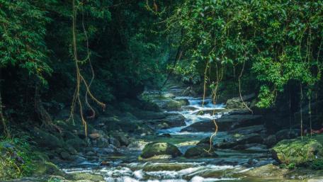 Serene Forest Stream in Tranquil Wilderness wallpaper