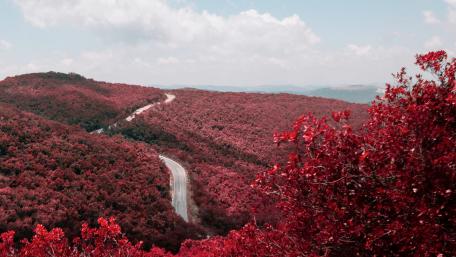 Vibrant Red Landscapes in Nature's Embrace wallpaper