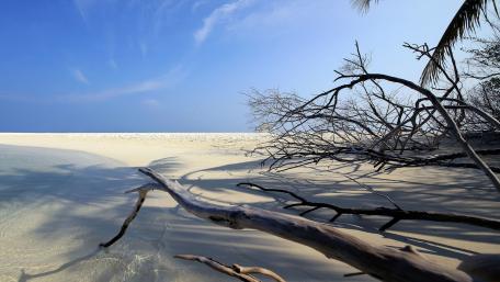 Serene Beach with Driftwood Under a Blue Sky wallpaper
