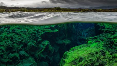 Mystical Underwater World of Greenery wallpaper