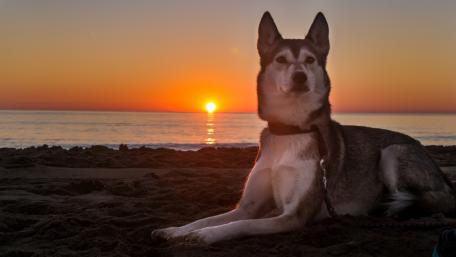Sunset Serenity with Majestic Canine Silhouette wallpaper