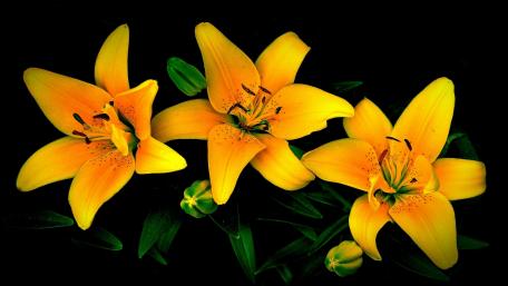 Radiant Yellow Lilies in Bloom wallpaper