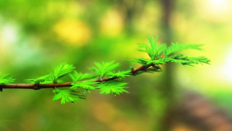 Spring painting wallpaper