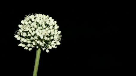 Onion flower wallpaper