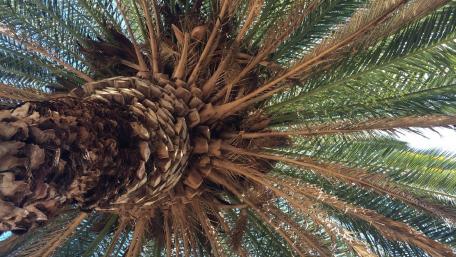 Palm Tree wallpaper