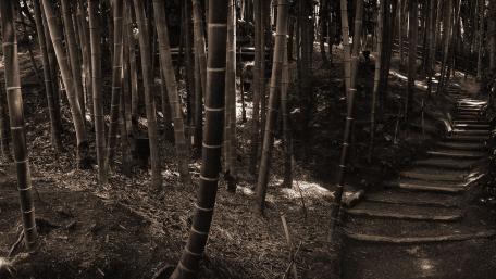 Tranquil Bamboo Forest Pathway wallpaper