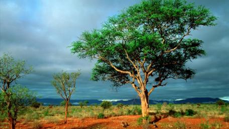 Majestic Solitary Tree on Vibrant Landscape wallpaper