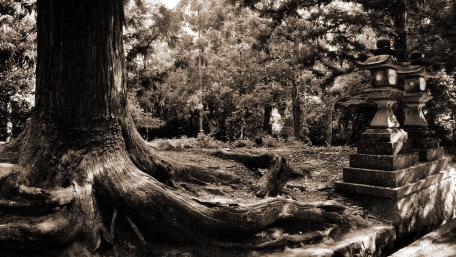 Serene Monochrome Park Scene wallpaper