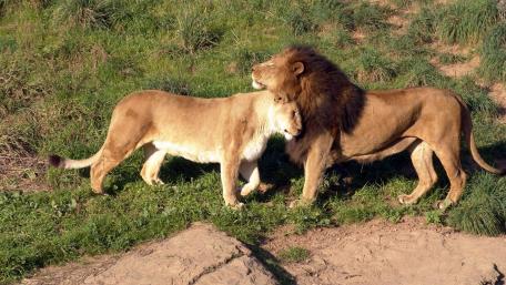 Majestic Lion Pair in Natural Habitat wallpaper