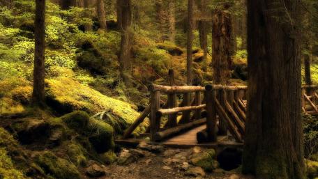 Enchanting Forest Bridge Scene wallpaper