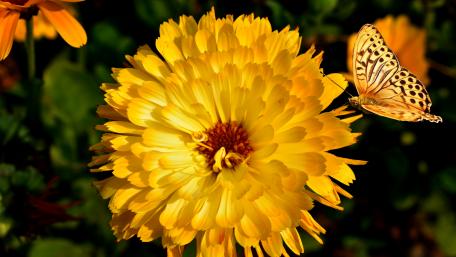 Vibrant Butterfly on a Bright Yellow Flower wallpaper
