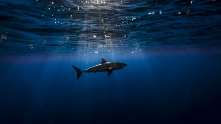 Underwater Shark wallpaper