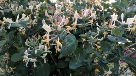 Blooming Honeysuckle in Vibrant Greenery wallpaper