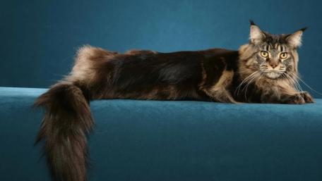 Majestic Maine Coon Cat on Blue Background wallpaper