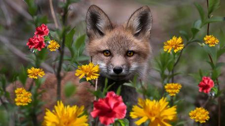 Stunning Fox Among Colorful Wildflowers wallpaper